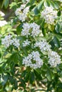 Mexican orange blossom Choisya ternata, a white flowering shrub Royalty Free Stock Photo